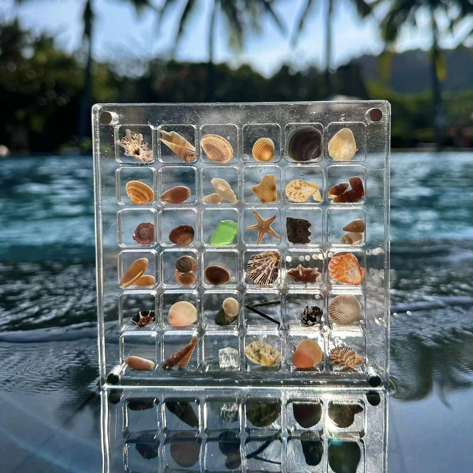 Stylish Acrylic Seashell Display Box with Magnets – Perfect Storage for Jewelry, Beads, and More!